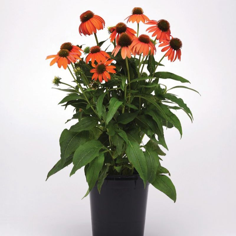 Echinacea Artisan Soft Orange F1 Seed