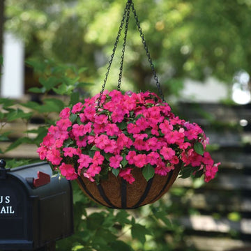 Impatiens Beacon Rose Seed