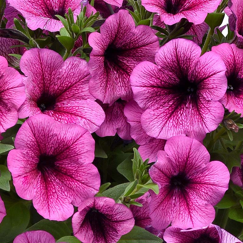 Petunia Easy Wave Rose Fusion F1 Seed