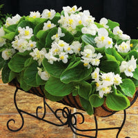 Begonia Fiona White Seed