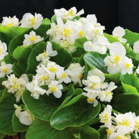 Begonia Fiona White Seed