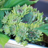 Sempervivum Hippie Chicks Seed