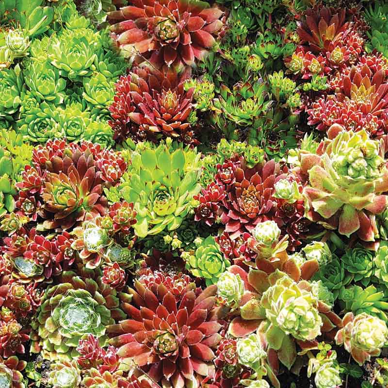 Sempervivum Hippie Chicks Seed