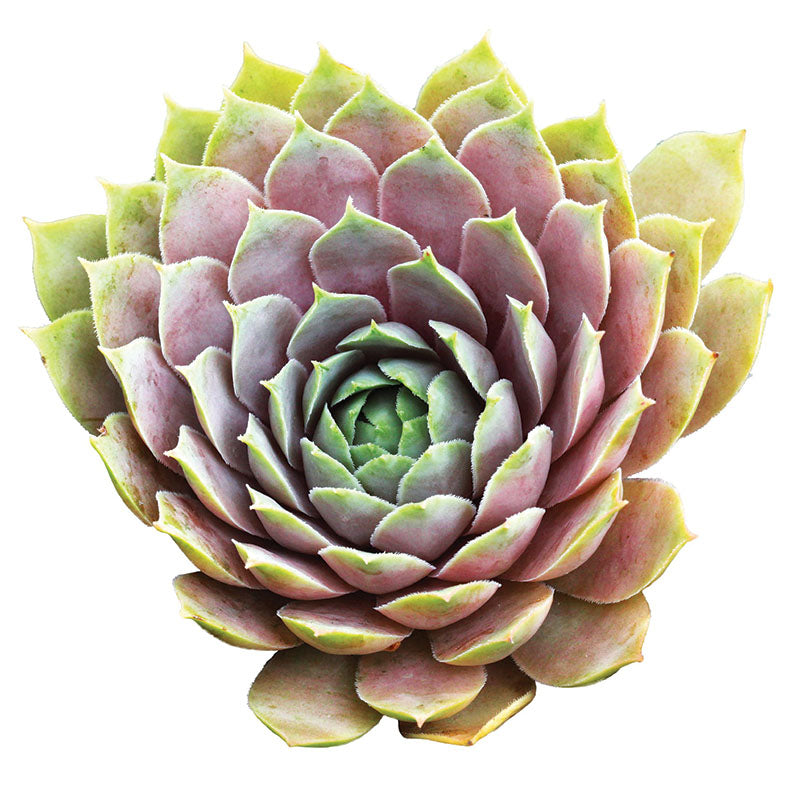 Sempervivum Hippie Chicks Seed