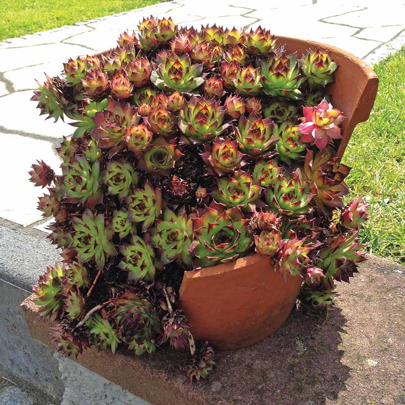 Sempervivum Hippie Chicks Seed