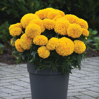 Marigold Marvel II Gold F1 Seed