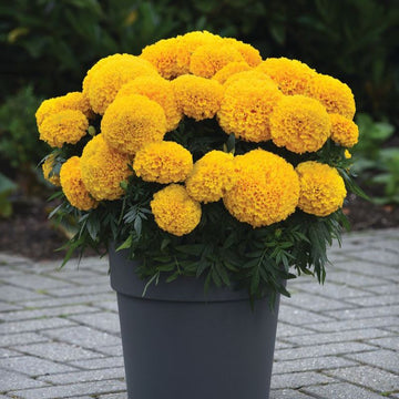 Marigold Marvel II Gold F1 Seed