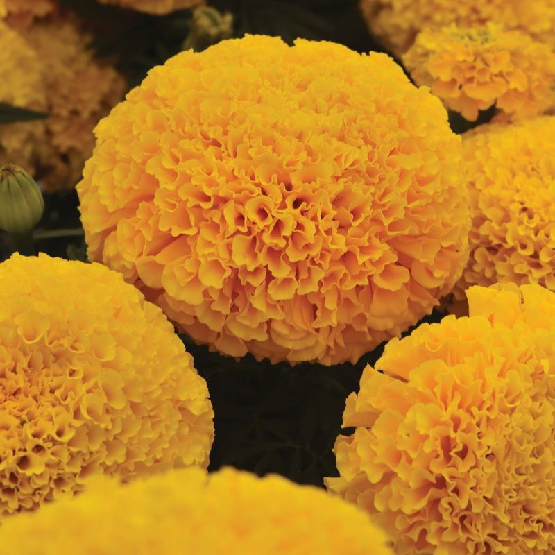 Marigold Marvel II Gold F1 Seed