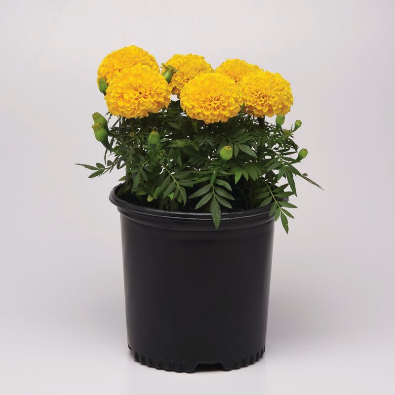 Marigold Marvel II Gold F1 Seed