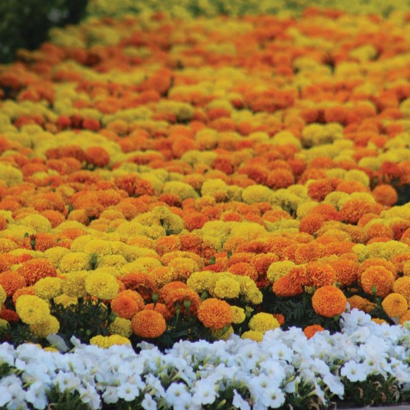 Marigold Marvel II Mixture F1 Seed