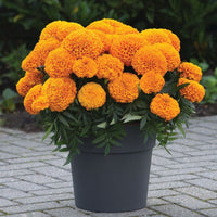 Marigold Marvel II Orange F1 Seed