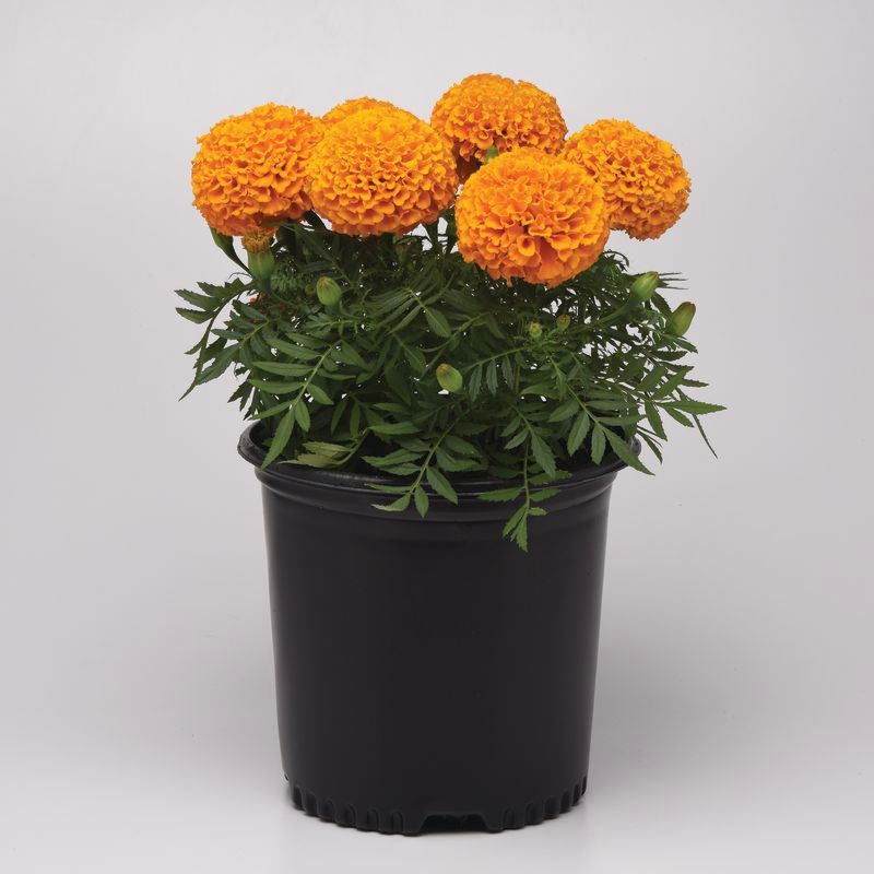 Marigold Marvel II Orange F1 Seed – Harris Seeds