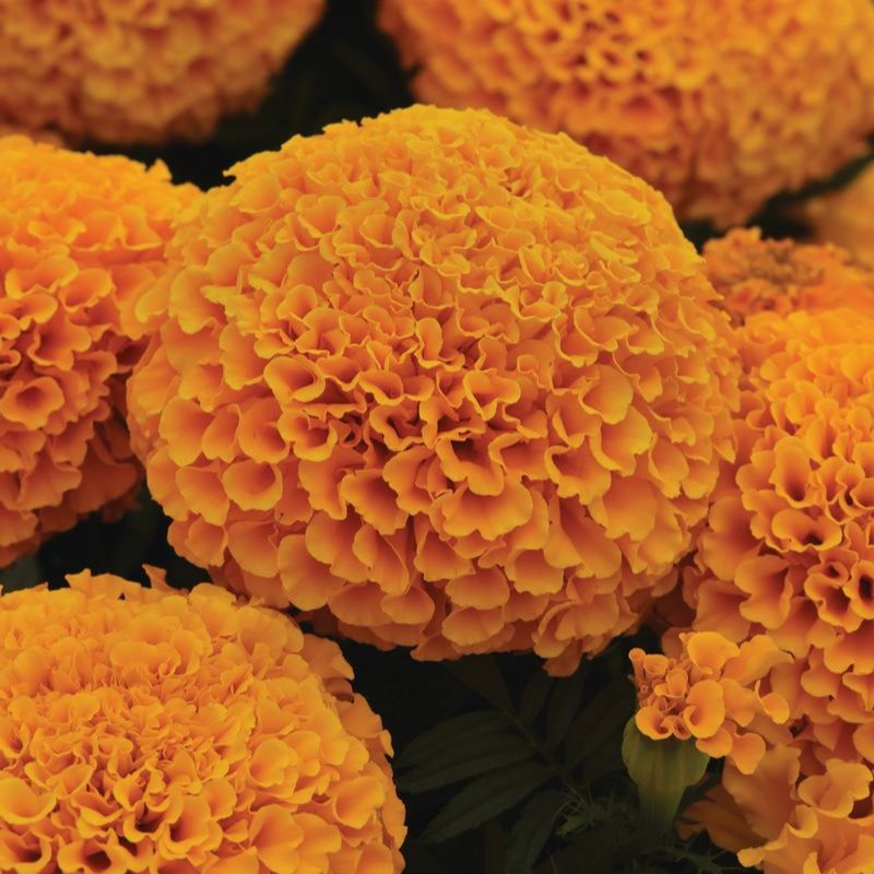 Marigold Marvel II Orange F1 Seed