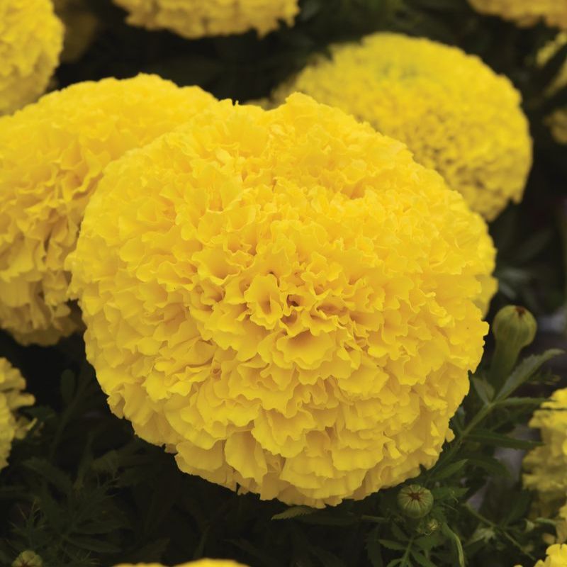 Marigold Marvel II Yellow F1 Seed