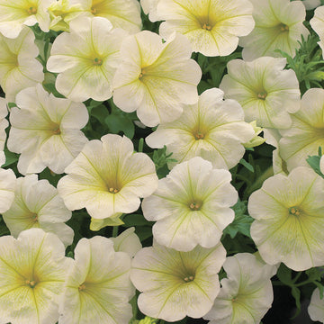 Petunia Opera Supreme Lemon F1 Seed