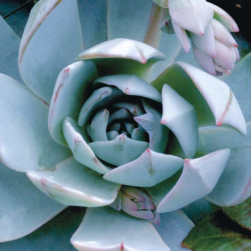 Echeveria Peacockii Urban Orange Seed