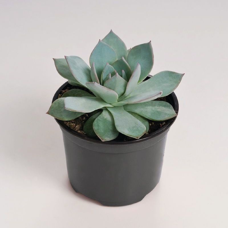 Echeveria Peacockii Urban Orange Seed