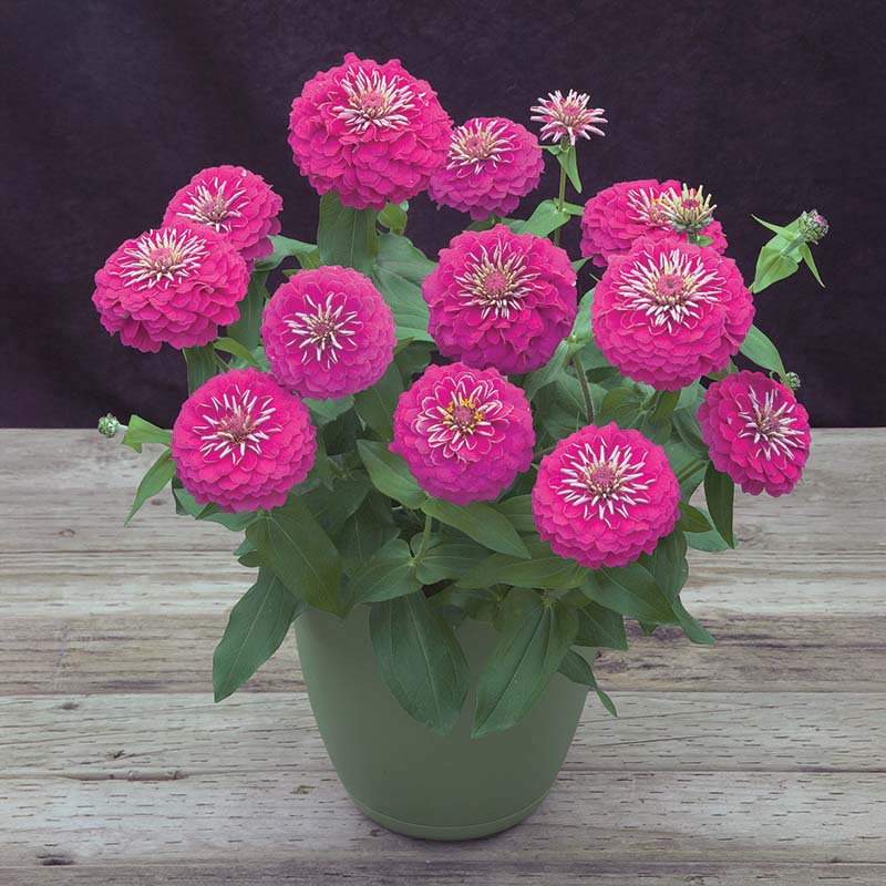 Zinnia Preciosa Pink F1 Seed