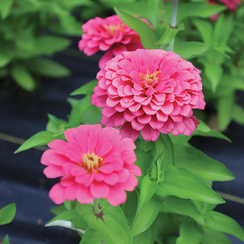 Zinnia Preciosa Pink F1 Seed