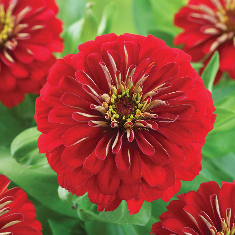 Zinnia Preciosa Red F1 Seed