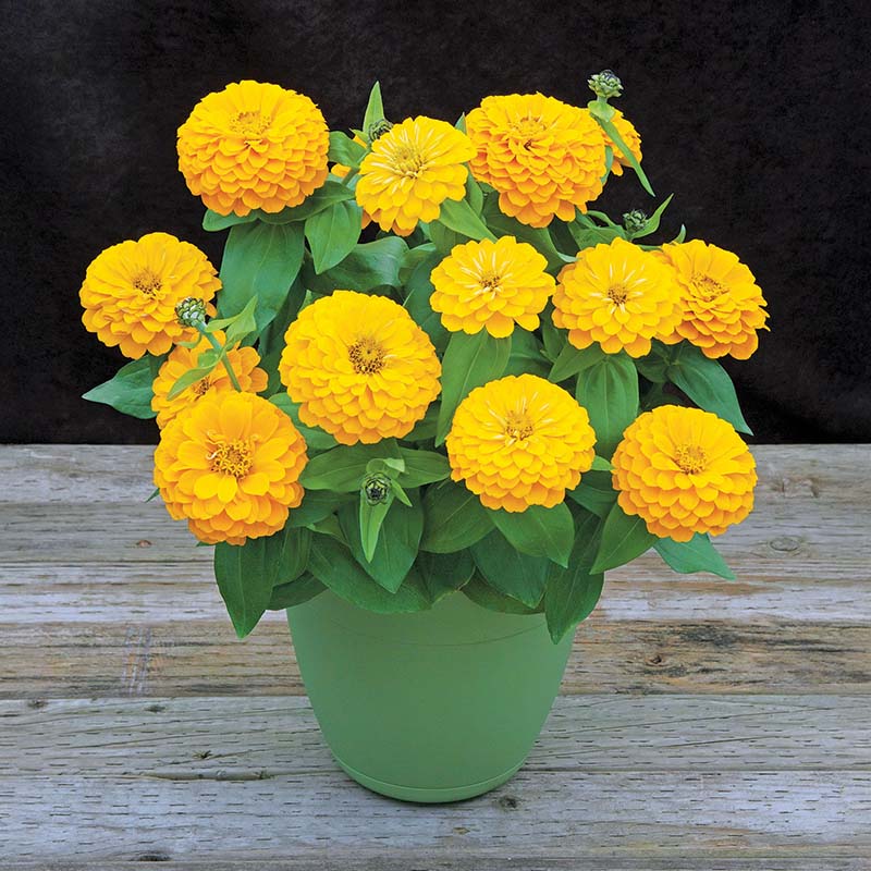 Zinnia Preciosa Yellow F1 Seed