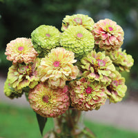 Zinnia Queeny Lime with Blotch Seed