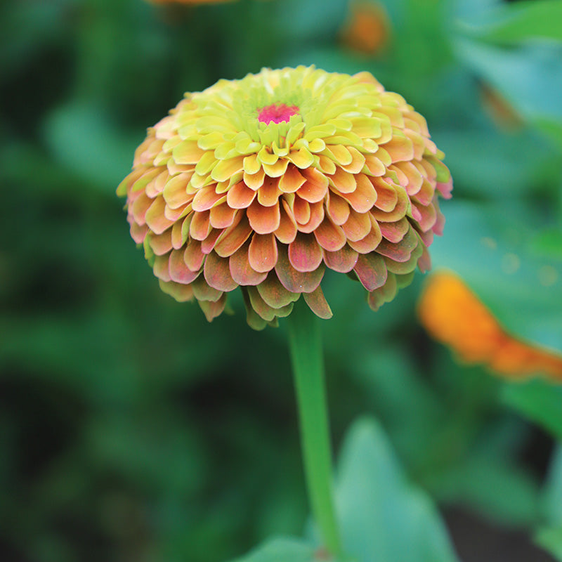 Zinnia Queeny Lime with Blotch Seed