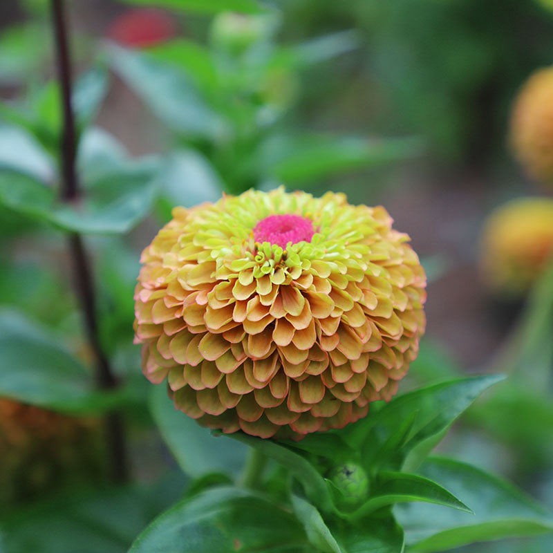 Zinnia Queeny Lime with Blotch Seed