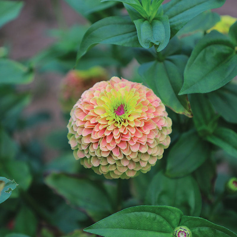 Zinnia Queeny Lime with Blotch Seed