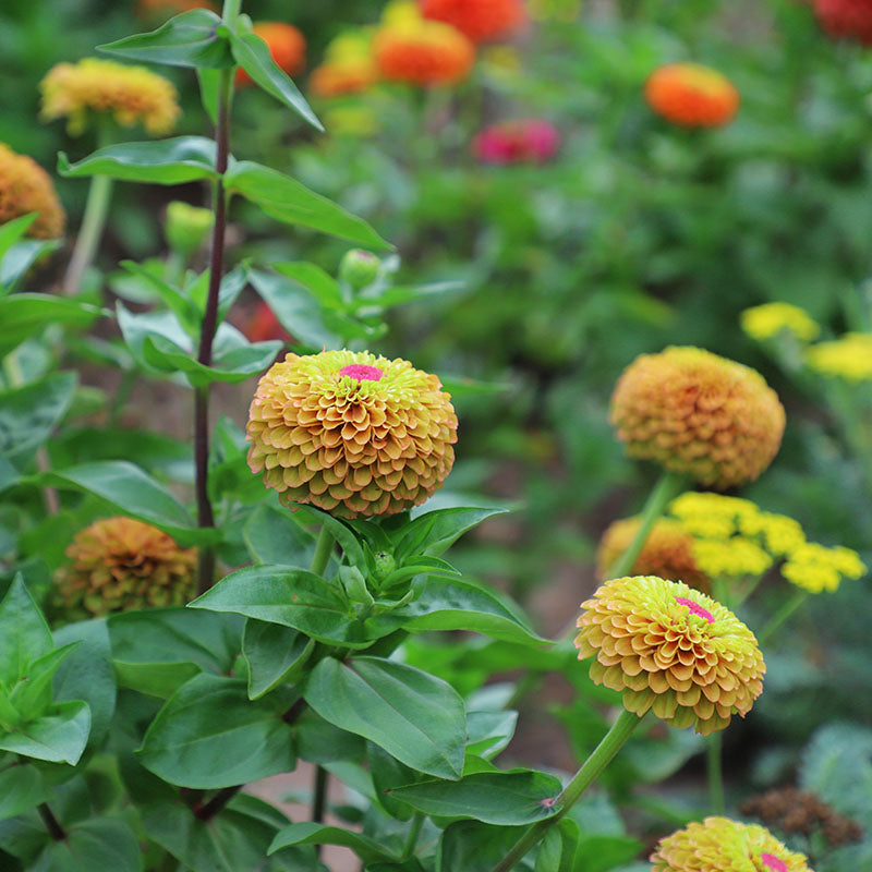 Zinnia Queeny Lime with Blotch Seed