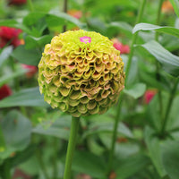 Zinnia Queeny Lime with Blotch Seed