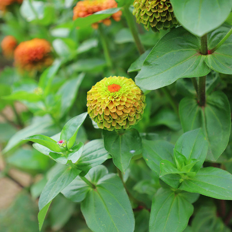 Zinnia Queeny Lime with Blotch Seed