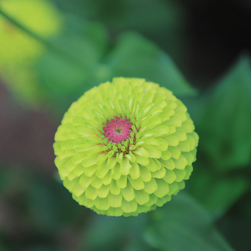 Zinnia Queeny Lime with Blotch Seed