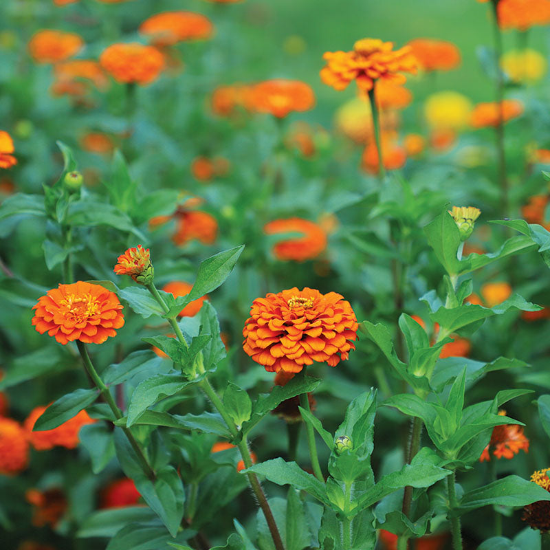 Zinnia Queeny Pure Orange Seed