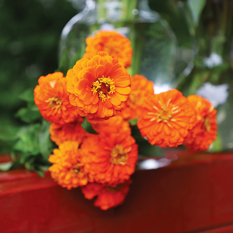 Zinnia Queeny Pure Orange Seed