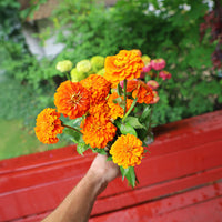 Zinnia Queeny Pure Orange Seed