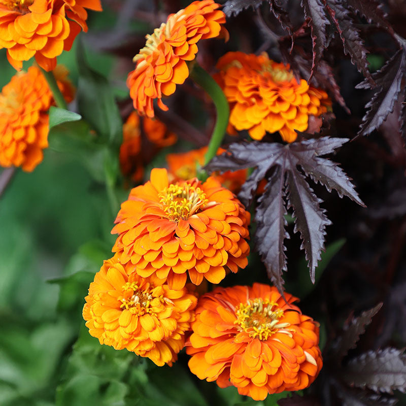 Zinnia Queeny Pure Orange Seed