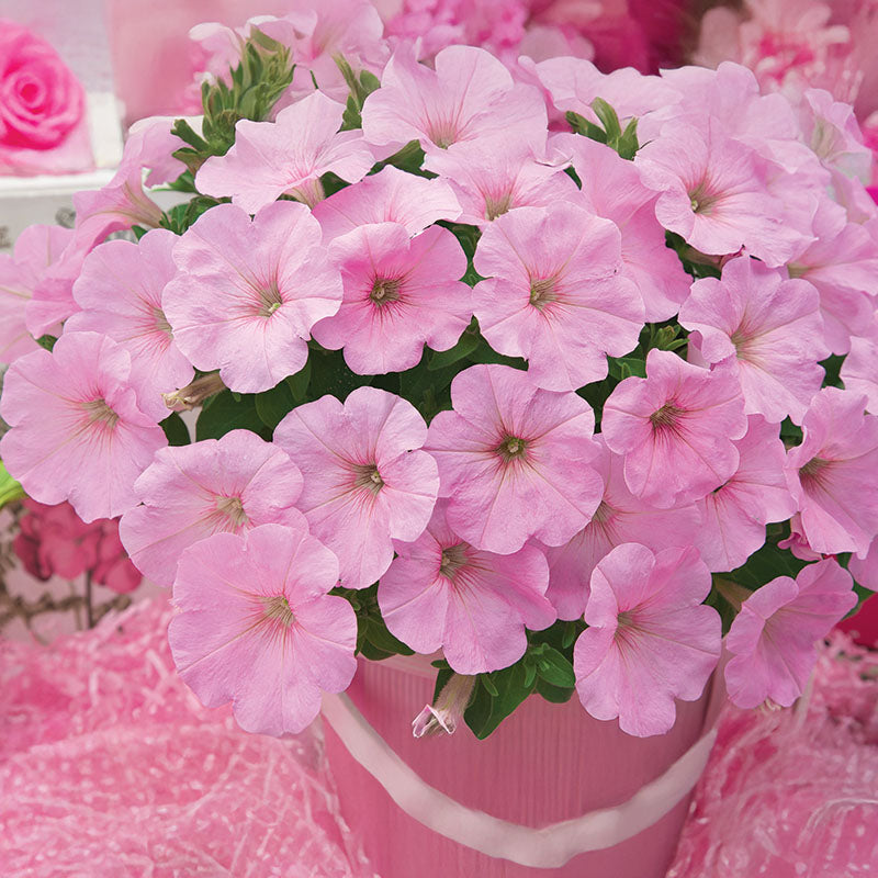 Petunia Trilogy Pink Lips F1 Seed – Harris Seeds