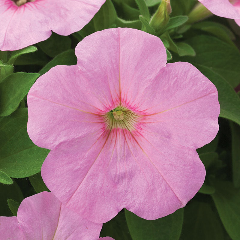 Petunia Trilogy Pink Lips F1 Seed