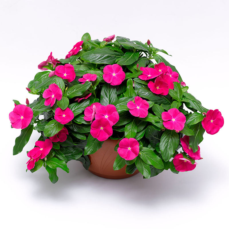 Vinca Cora Cascade Bright Rose F1 Seed