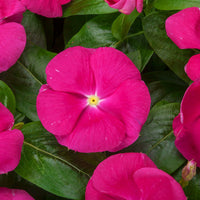 Vinca Cora Cascade Bright Rose F1 Seed