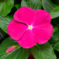 Vinca Cora Cascade Bright Rose F1 Seed