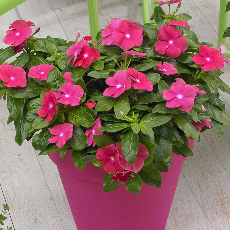 Vinca Cora Cascade Bright Rose F1 Seed