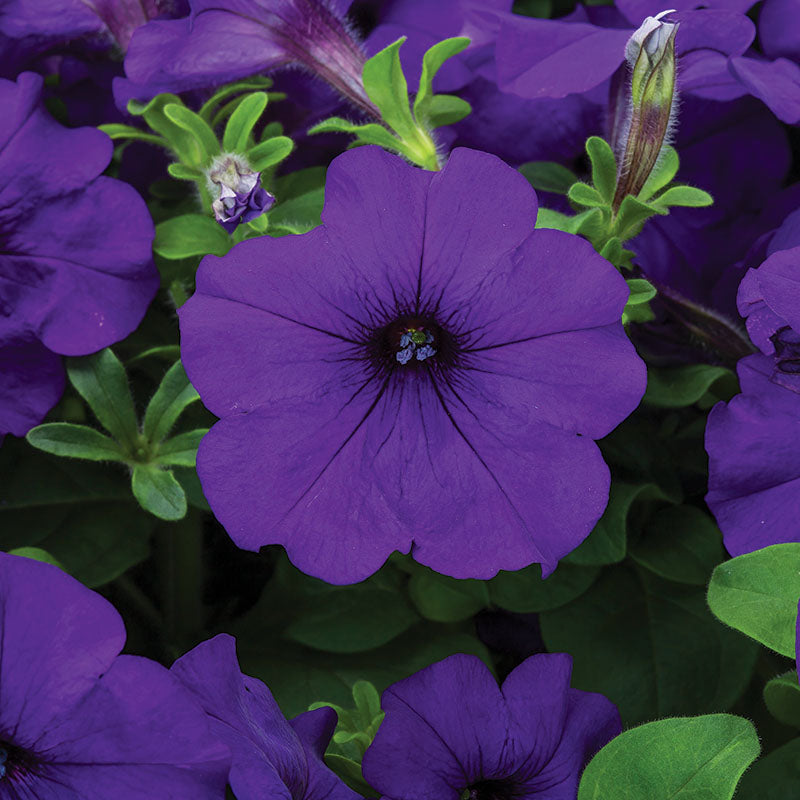 Petunia FotoFinish Blue F1 Seed