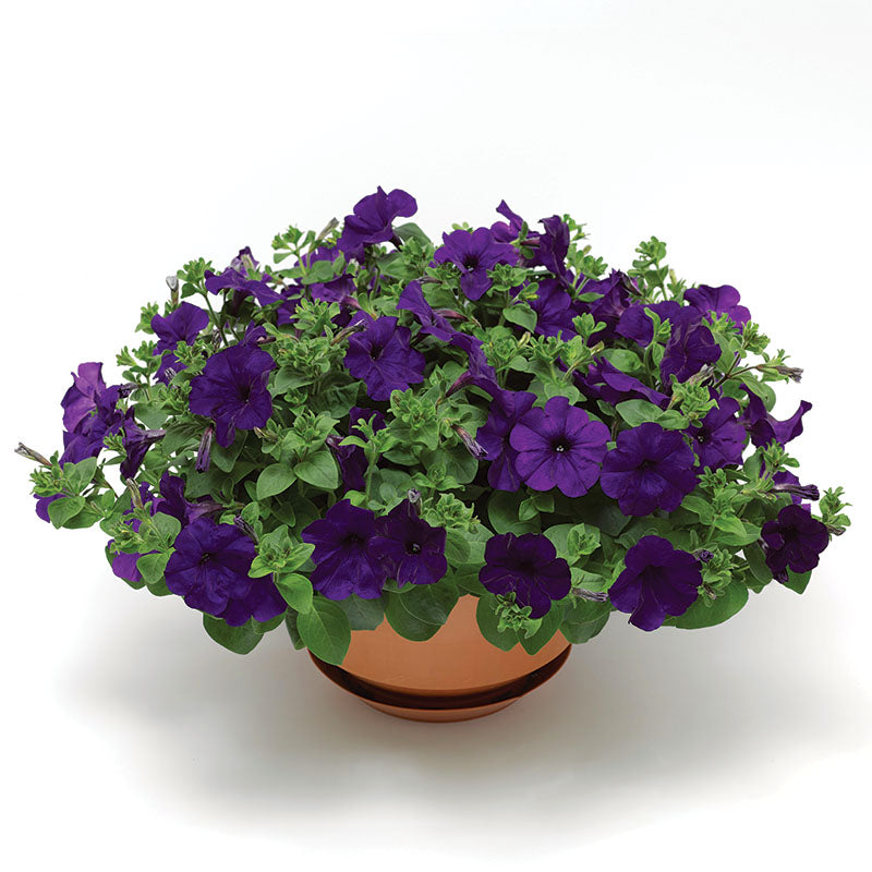 Petunia FotoFinish Blue F1 Seed