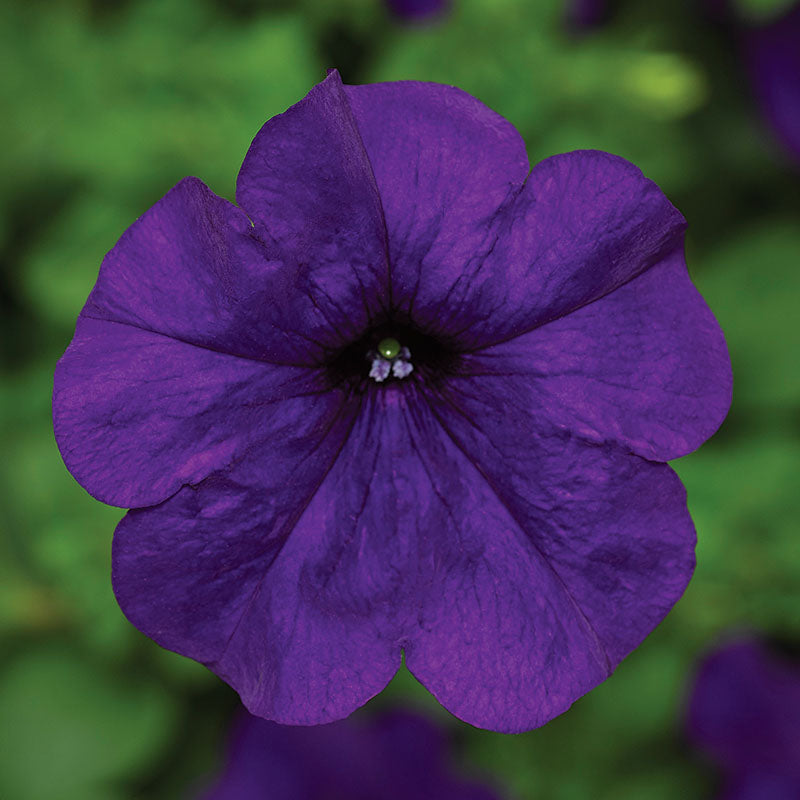 Petunia FotoFinish Blue F1 Seed