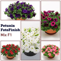 Petunia FotoFinish Mix F1 Seed