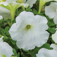 Petunia FotoFinish Mix F1 Seed