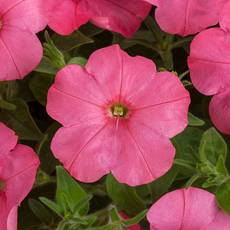 Petunia FotoFinish Mix F1 Seed