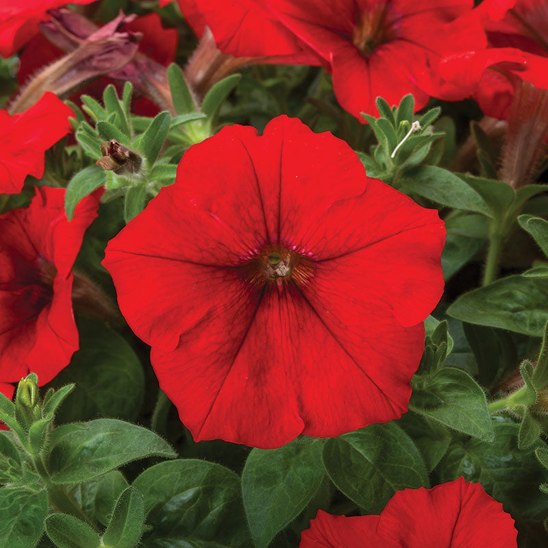 Petunia FotoFinish Mix F1 Seed